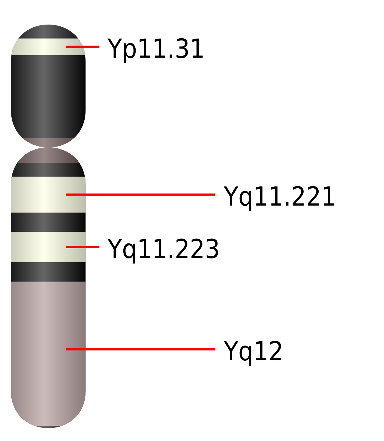 The Y Chromosome
